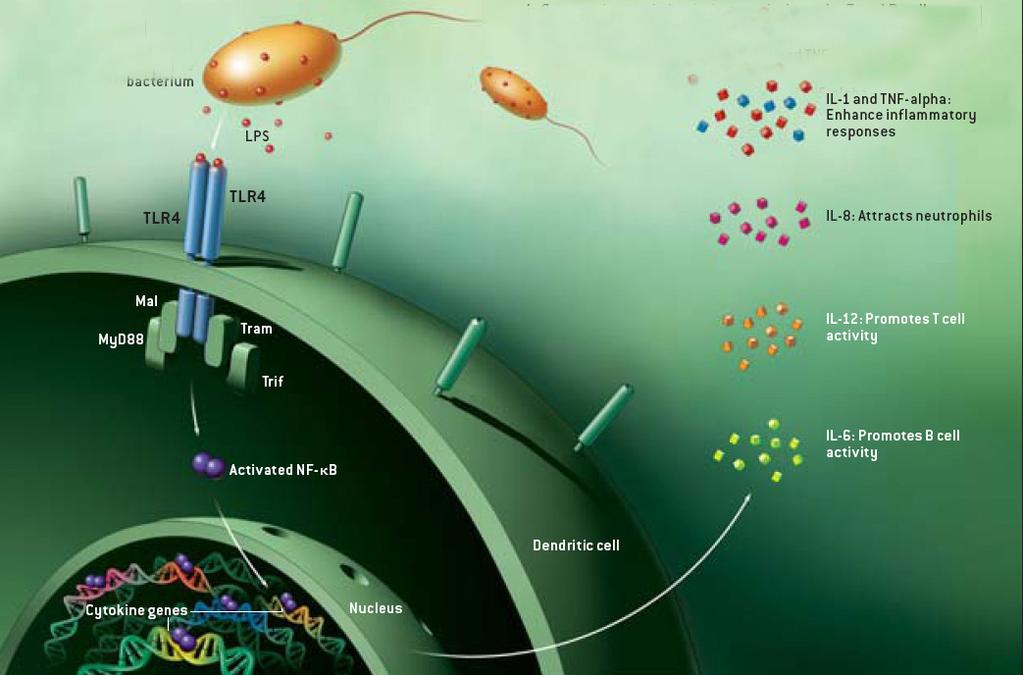 Systemic Response Antimicrobial peptides Local