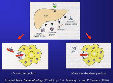 Immune Mechanisms Opsonisation Circulating