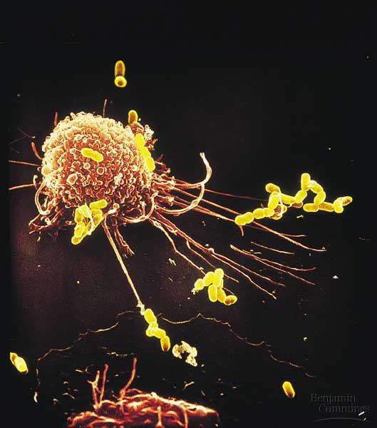 Virally infected cells - Transformed cells