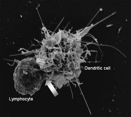 Adaptive Immunity: Lymphocytes Adaptive Immunity - Specific Receptors T