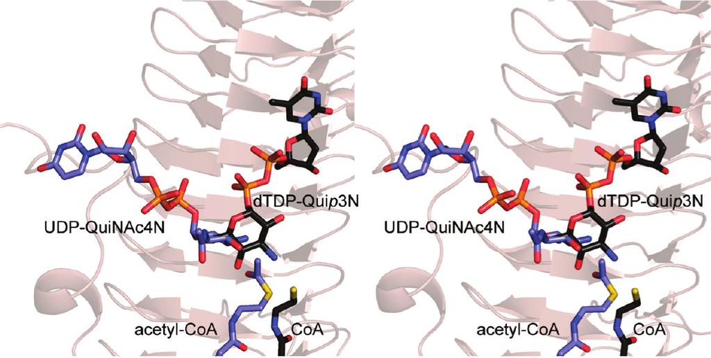 4646 Biochemistry, Vol. 49, No. 22, 2010 Thoden and Holden FIGURE 1: Differences in the orientations of the nucleotide-linked sugar substrates when bound to PglD or QdtC.