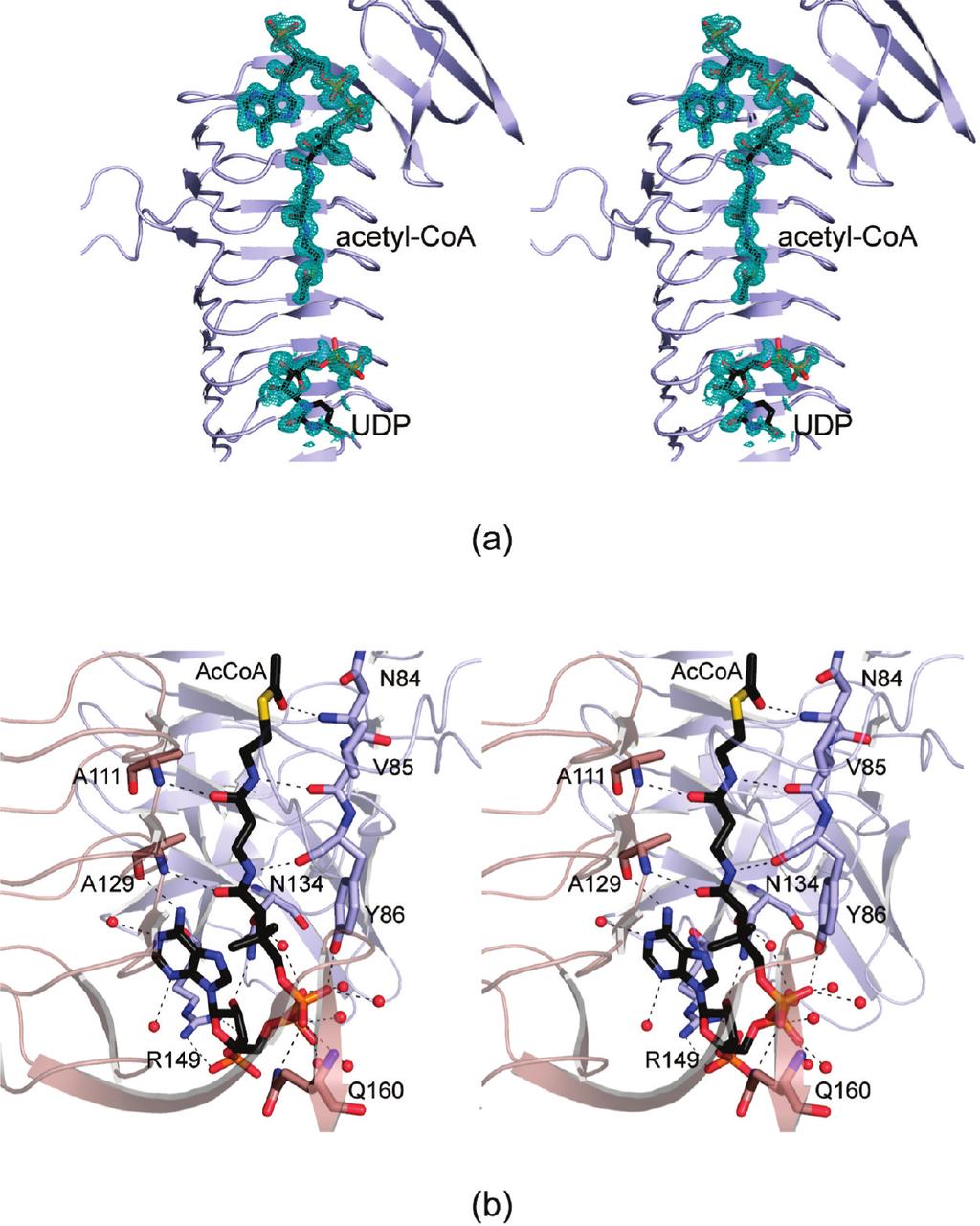 Article Biochemistry, Vol. 49, No. 22, 2010 4649 FIGURE 3: Active site architecture of the WlbB-acetyl-CoA-UDP complex model.