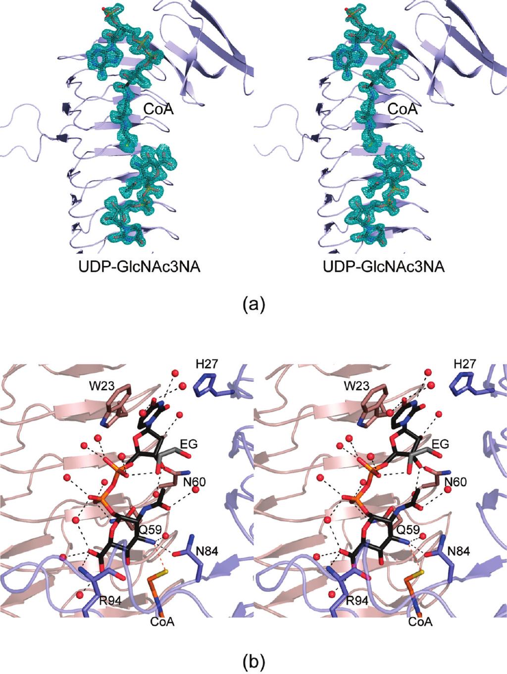 4650 Biochemistry, Vol. 49, No. 22, 2010 Thoden and Holden FIGURE 4: Active site architecture of the WlbB-CoA-UDP-GlcNAc3NA complex model.