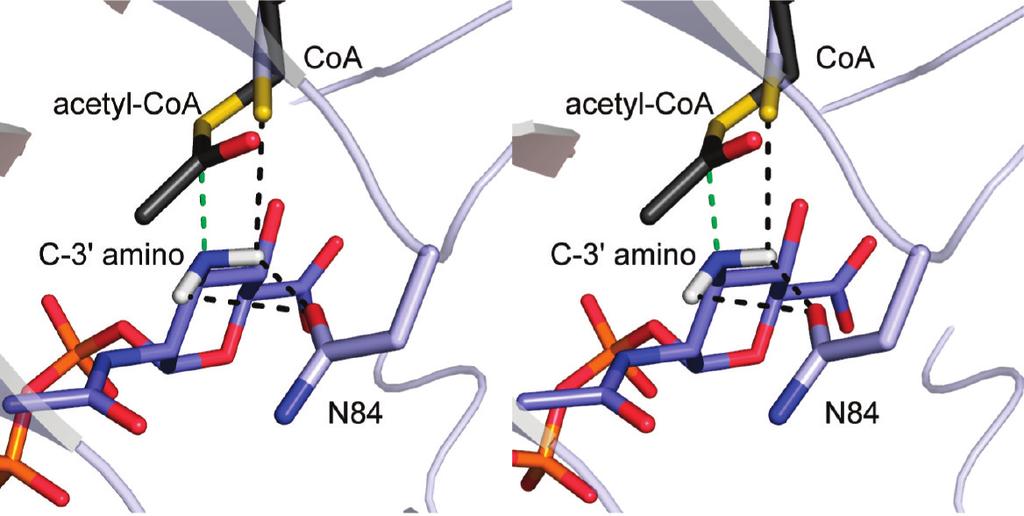 For this figure, the two structures described in this report were superimposed, and hydrogens were added to the C-3 0 amino group of the sugar substrate.
