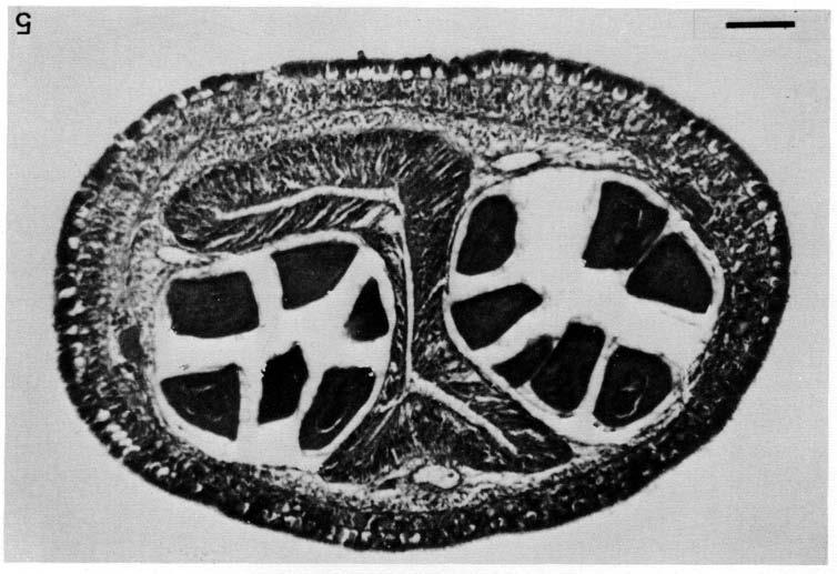 Sex differentiation in bilaterally allophenic Lineus 181 Fig. 5. Transverse section of a feminized allophenic worm from the FU clone.