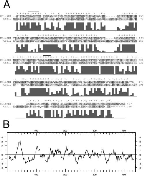 29 Figure 2.1. Amino acid sequence alignment and characterization of Arabidopsis AtUGlcAE1. A, Comparison of the conserved amino acid sequence between AtUGlcAE1 (GenBank accession no.