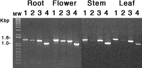 42 Figure 2.6. Gene expression of three AtUGlcAE isoforms in Arabidopsis. Total RNA was extracted from root, flower, stem, and leaf and used for a RT-PCR reaction with gene-specific primers.