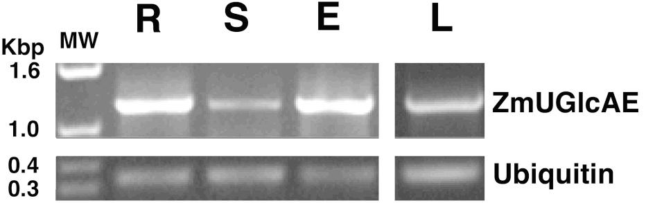 56 Figure 3.1. ZmUGlcAE transcript is expressed in different maize tissues.