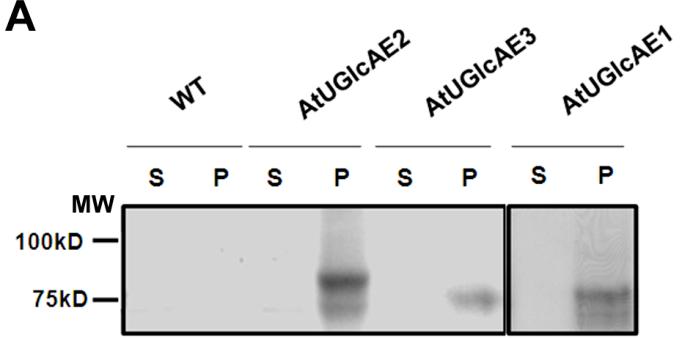 85 Figure 4.1. AtUGlcAEs are membrane associated proteins.