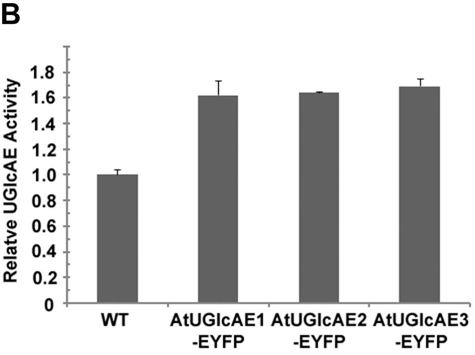 AtUGlcAE2-EYFP or AtUGlcAE3-EYFP. Proteins (15µg) of each fraction were separated by SDS-PAGE and western blots analysis was performed with anti-gfp antiserum.