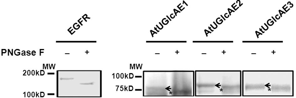 89 Figure 4.4. The catalytic domains of AtUGlcAEs are N-glycosylated.
