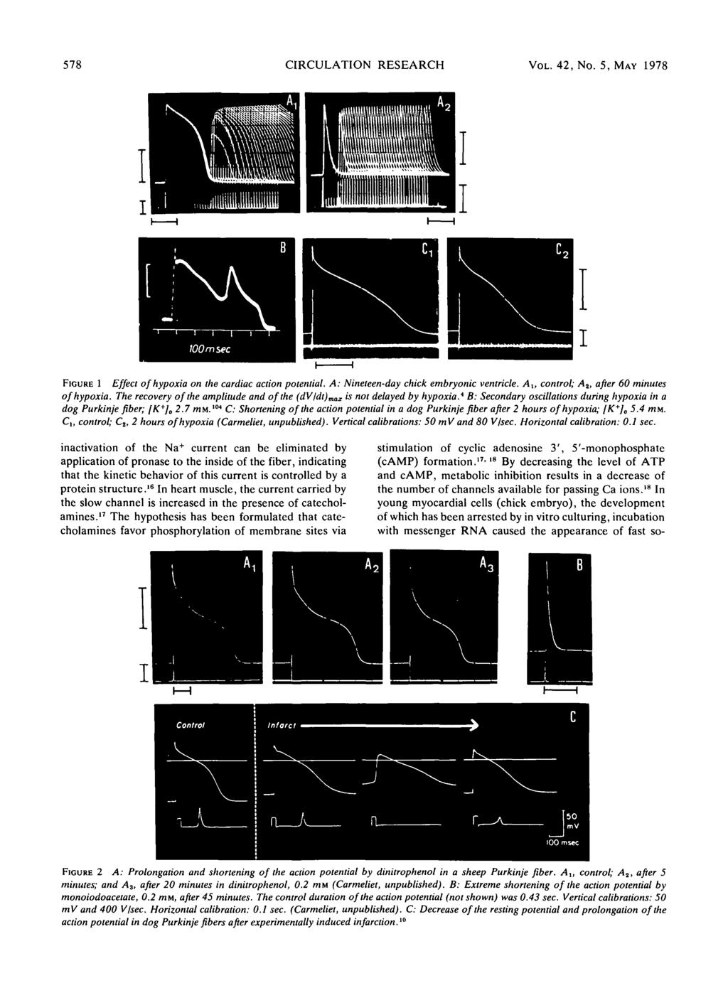 578 CIRCULATION RESEARCH VOL. 42, No. 5, MAY 1978 I FIGURE 1 Effect of hypoxia on the cardiac action potential. A: Nineteen-day chick embryonic ventricle.