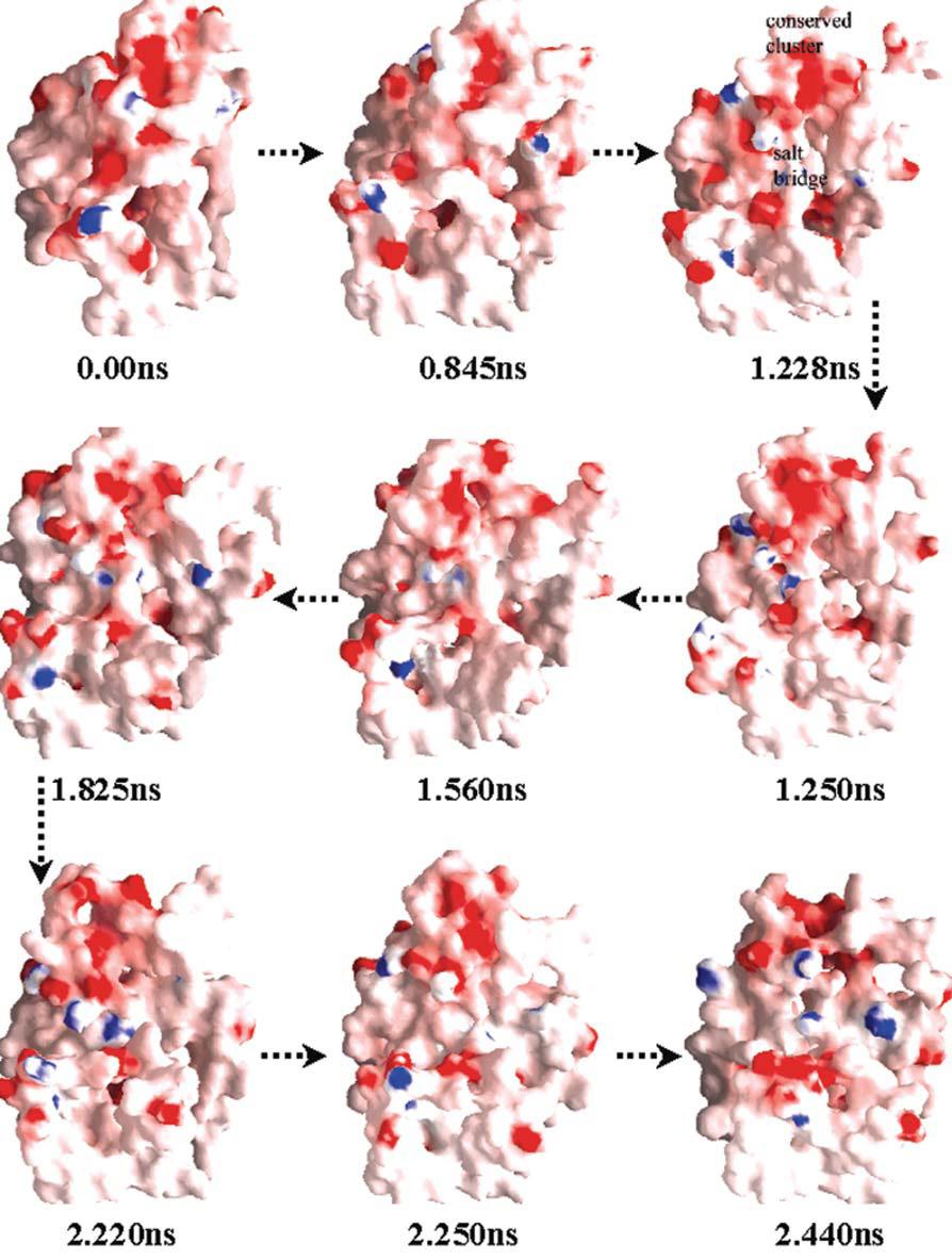 MD Simulation on SDF-1a: CXCR4 Binding 177 FIGURE 4 The energy-minima conformations (corresponding to dotted lines in Fig. 2) representing opening and closing of the binding site at ED- CXCR4.