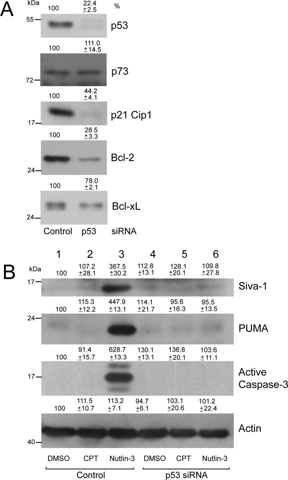 IOVS, May 2011, Vol. 52, No. 6 Nutlin-3 Induces Apoptosis in RPE Cells 3377 caspases-9 and -3.