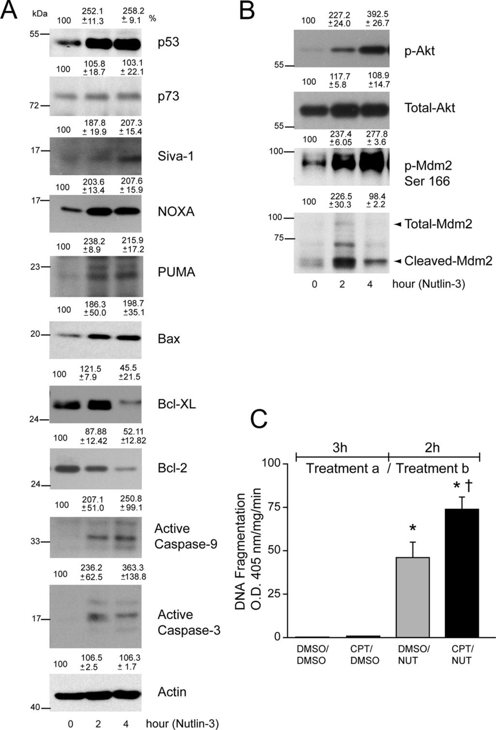 IOVS, May 2011, Vol. 52, No. 6 Nutlin-3 Induces Apoptosis in RPE Cells 3375 FIGURE 6. Nutlin-3 activates p53 signaling in ARPE-19 cells.