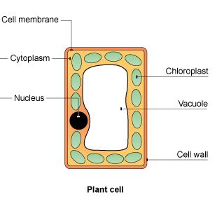 L1. Photosynthesis Green plants and algae make their own food in a process called photosynthesis. Photosynthesis is an endothermic process.