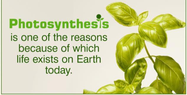 photosynthesis: Photosynthesis takes place inside plant cells in structures called chloroplasts.