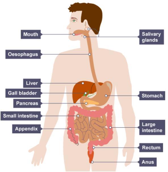 L1. Digestive system The food we eat has to be broken down into other substances that our bodies can use. This is called digestion.