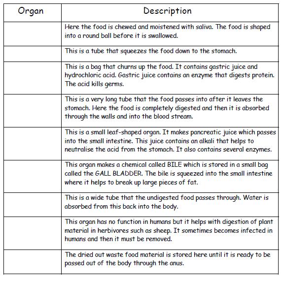 L1. Digestive system activities Task 1: Label the diagram below with the organs of the digestive system Task 2: Read the descriptions and state which organ
