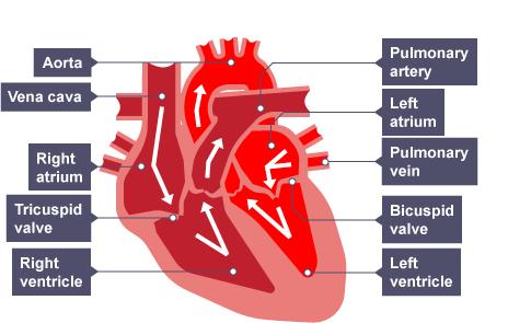 A labelled diagram of the heart L2. The heart The natural resting heart rate is controlled by a group of cells in the right atrium (pacemaker).