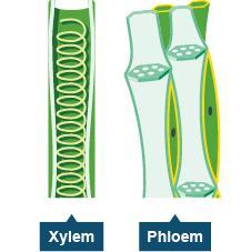 Xylem Phloem Xylem Phloem Xylem Xylem vessels are involved in the movement of water through a plant from its roots to its leaves.