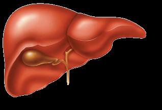 The gall bladder is a small sack located under the liver.