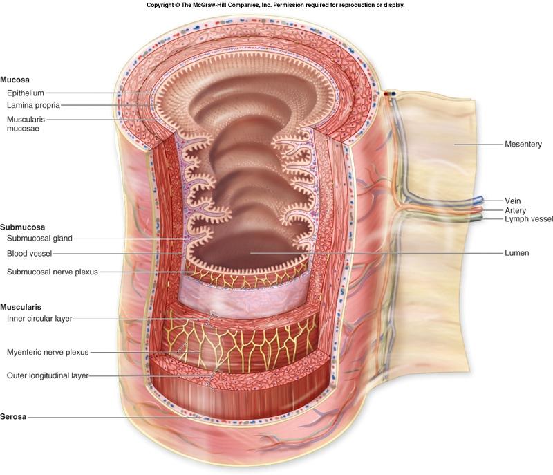 The small intestine contains many folds covered in tiny