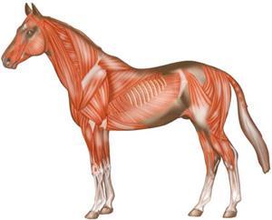 Function of Muscles The muscular system of the horse forms the largest tissue mass in the body and is responsible for controlling every aspect of