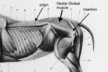 Muscles are then signaled to contract via nerve impulses. Relaxation occurs when the nerve impulses cease.