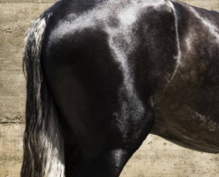 Management of Muscles Tying Up Taken in part from What is Tying up in Horses by Tania Cubitt, PhD, January 17 th, 2004 Muscle disorders are a frequent cause of poor performance in horses, and for a