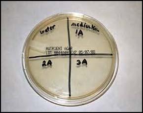 Presence or Absence of Bacteria To determine presence or absence (or for surfaces) Take a swab and streak on the plate in a zigzag fashion To save on plates using a marker, draw