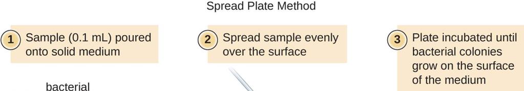 Quantification of Bacterial Load Add 0.1 ml (1/10 of a ml) or 0.