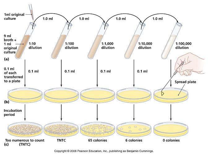 Serial Dilutions Typically not needed with Vibrio selective (TCBS) plates Remember you are already typically diluting 1:10 with spreader plates At