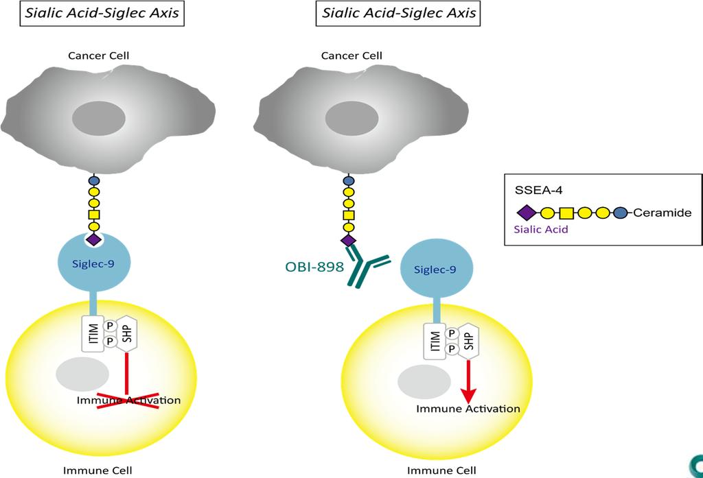 OBI-898 阻隔 SSEA-4 與免疫檢查點 Siglec-9 的結合 ITIM, immunoreceptor tyrosine-based inhibitory