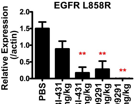 OBI-898 可降低 EGFR 蛋白的表現量如同 Tyrosine Kinase Inhibitor (TKI) Osimertinib (Targrisso ) 3 mpk 30 mpk OBI-898 1 mpk 5 mpk Osimertinib ** EGFR L858R