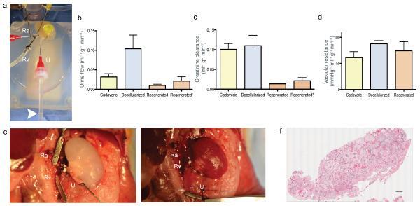 Transplantation of reseeded rat kidneys with