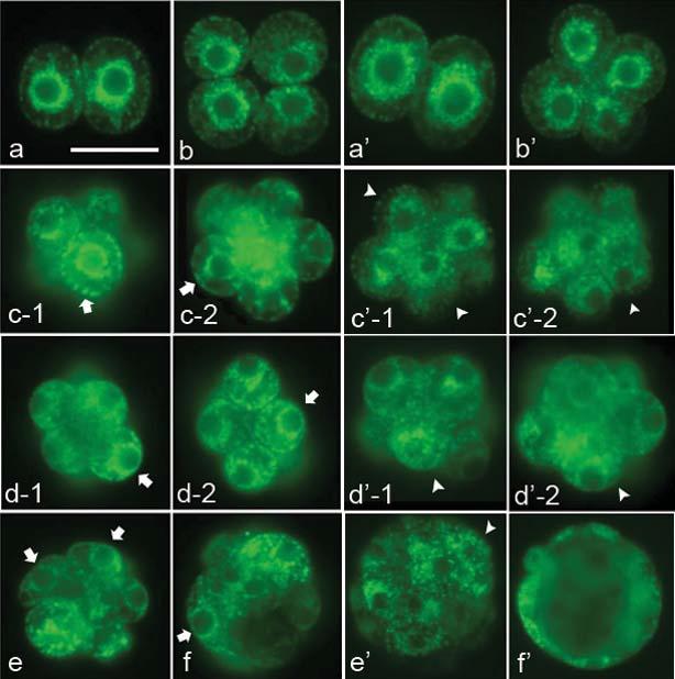 130 J. Mamm. Ova Res. Vol. 23, 2006 Fig. 1. Fluorescence micrographs showing the distribution of mitochondrial clustering in hamster embryos developed in vivo (a f) and in vitro (a f ).