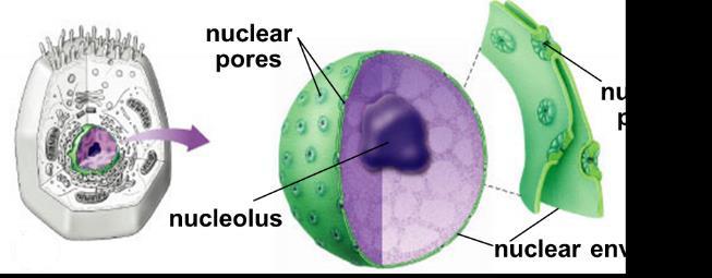 CELL ORGNAELLES, THEIR FUNCTIONS, & IMPORTANCE 1.
