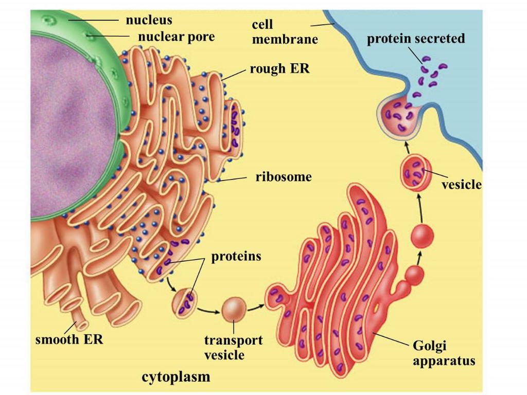 5. Describe the order of how proteins are made. The protein assembly line is part of the ENDOMEMBRANE SYSTEM.