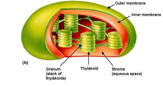 8. MITOCHONDRIA STRUCTURE: 2 membranes o smooth membrane o highly inner membrane = internal fluid-filled space= contains:, & enzymes Why is a double membrane important?