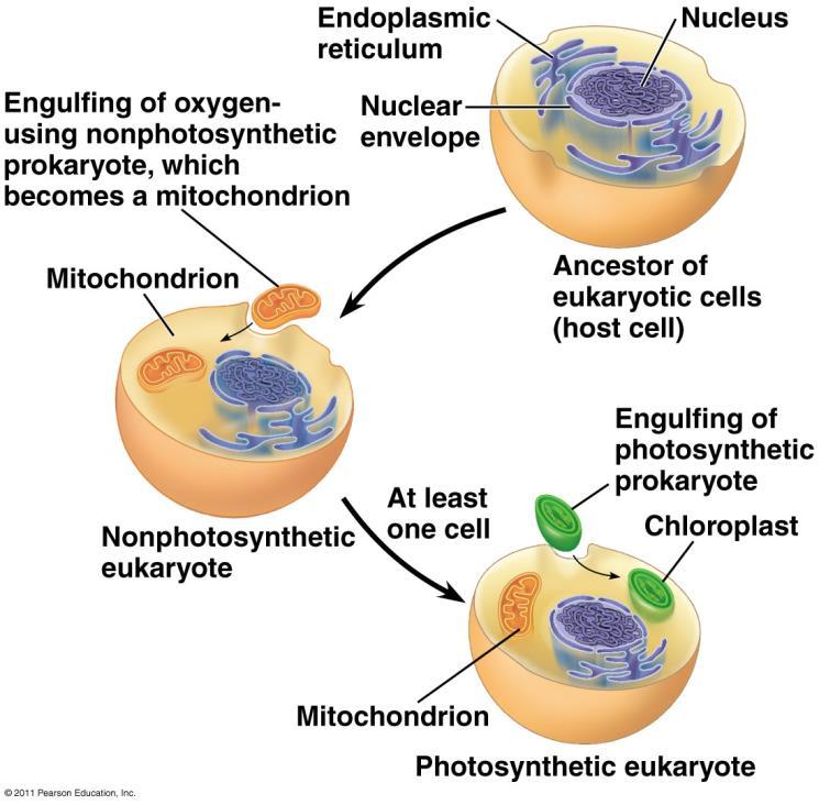 Recall the ENDOSYMBIONT THEORY Why are chloroplasts and