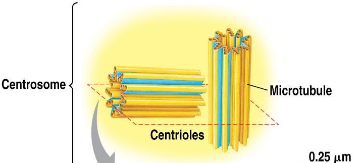 12. CYTOSKELETON STRUCTURE: network of fibers FUNCTION: 1. 2. 3.