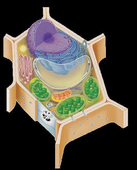 ORGANELLE FUNCTION MATCHING 1. Nucleus A. controls movement of materials in & out 2. Ribosome B. make ATP in cellular respiration 3. Rough ER C. jelly-like material holding organelles in place 4.