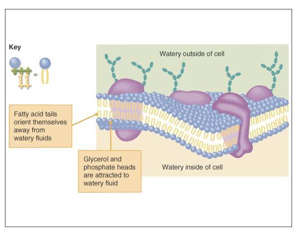 Cell membranes are