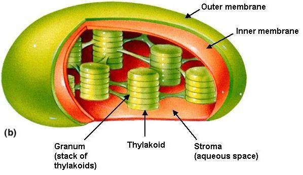 Mitochondria & Chloroplasts Important to see the similarities transform energy generate ATP double membranes