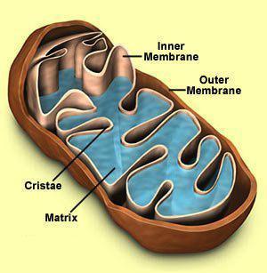 Mitochondria Function cellular respiration generate ATP from breakdown of sugars, fats & other fuels in the presence of oxygen break