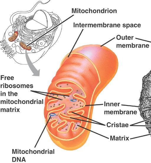 Mitochondria Structure 2 membranes smooth outer membrane highly folded inner membrane the cristae fluid-filled space between 2 membranes internal