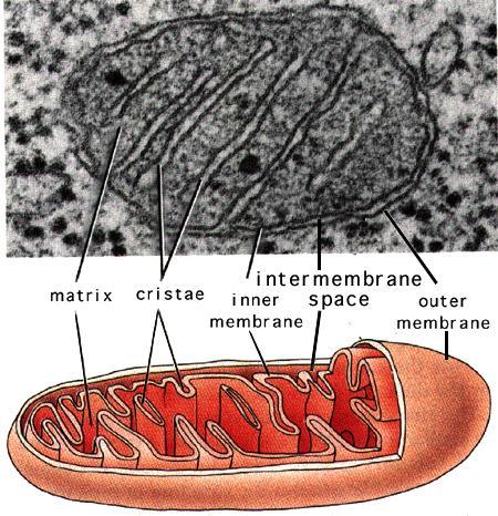 Mitochondria Almost all eukaryotic cells have mitochondria there may be 1 very large mitochondrion or 100s to 1000s of individual mitochondria number of mitochondria is correlated