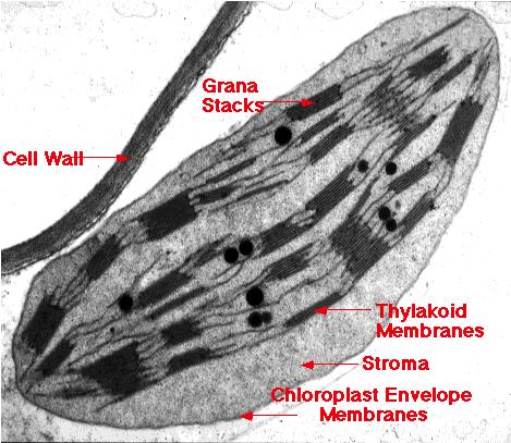 Chloroplasts Chloroplasts are plant organelles class of plant structures = plastids amyloplasts store starch in roots & tubers chromoplasts store pigments