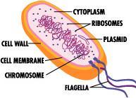 Mitochondria & chloroplasts are different Organelles not part of endomembrane system Grow & reproduce semi-autonomous organelles Proteins primarily from free ribosomes in cytosol & a few
